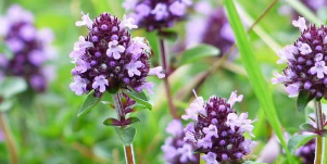 Thyme strengthens the sexual power of men