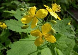 Celandine is the most effective plant for eliminating warts